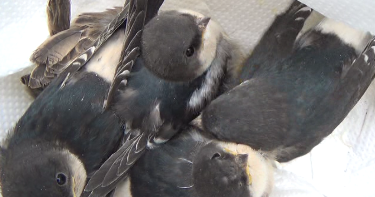 Zoologist Dr Sasha's Wild Life Are Animals Dirty?