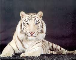 white tiger: Diet of white tiger