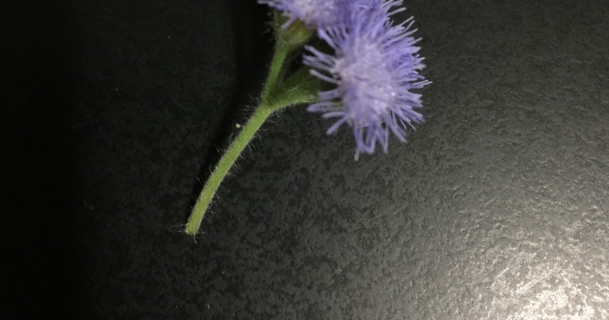 一花一世界 一葉一如來 之紫花藿香薊