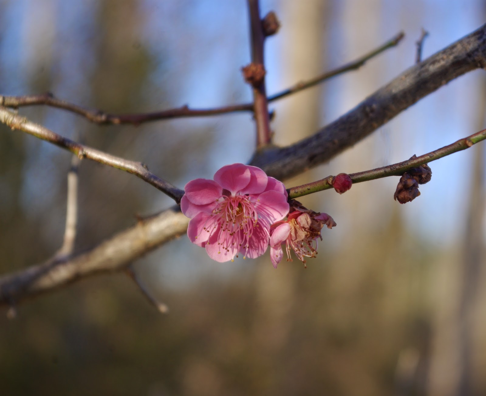 sweetbay Winter Flowers