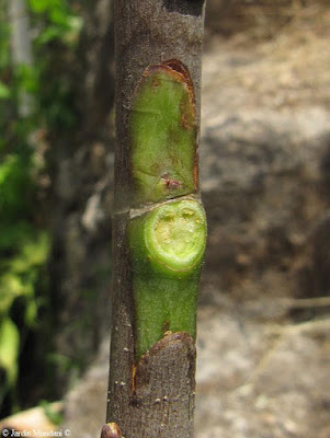 escutet siyahi 21 5 17 als 15 dies 4