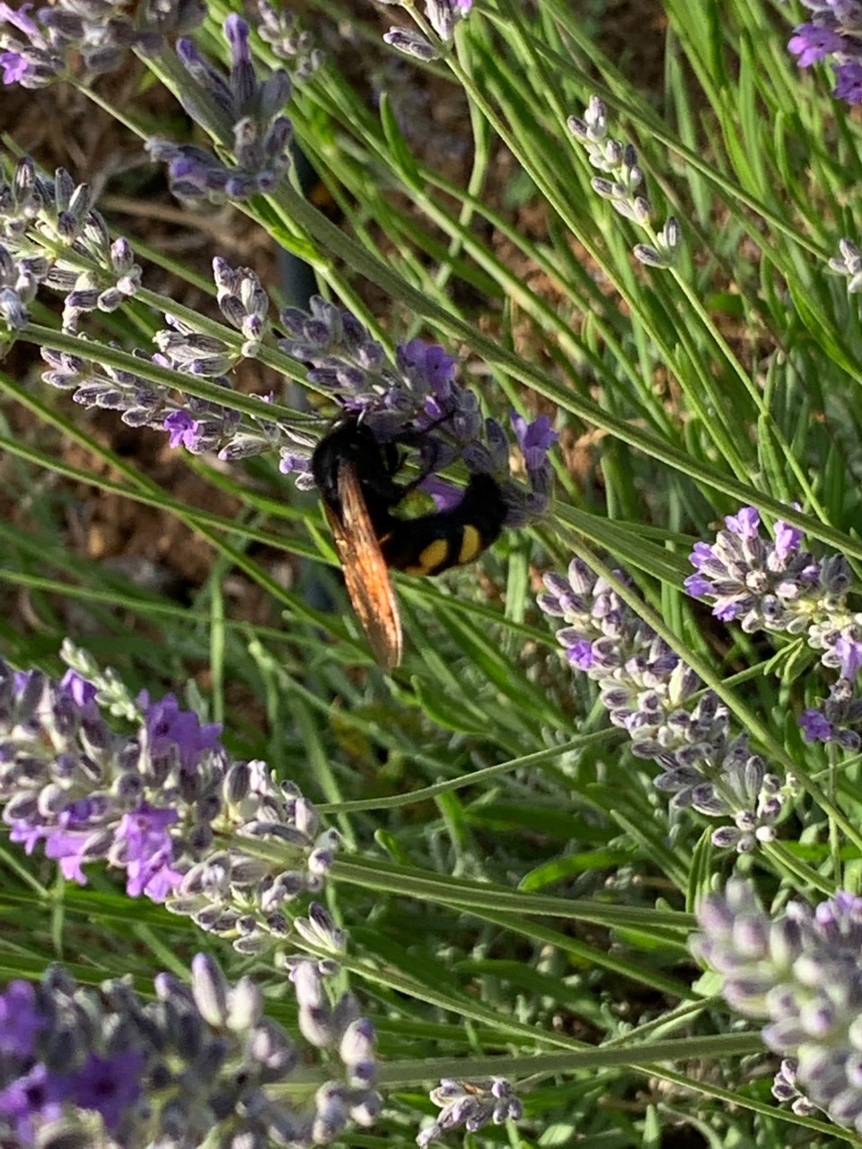 Wyldestone Cottage Buddleia The Butterfly Bush