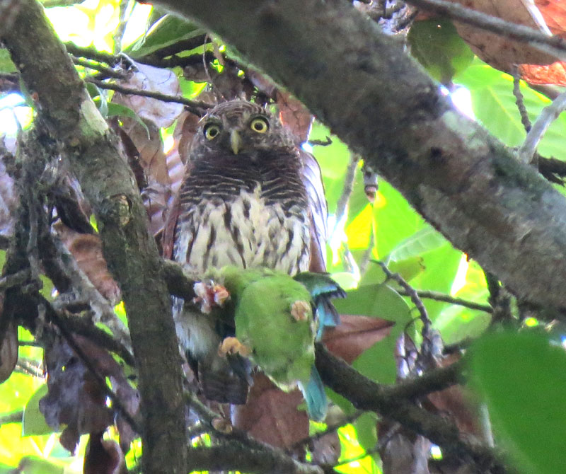 Just About Everything Beautiful birds of Sri Lanka