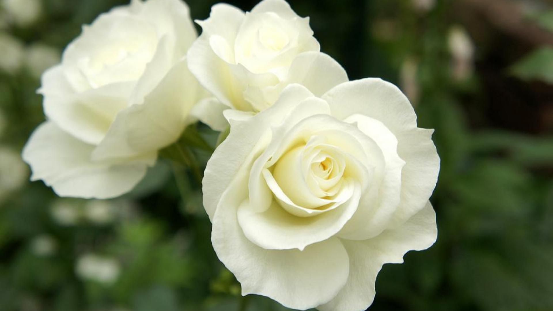 White Rose HD Wallpapers Backgrounds Free Download Navel Queens