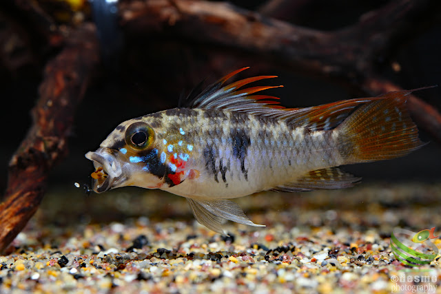 Apistogramma sp. D39