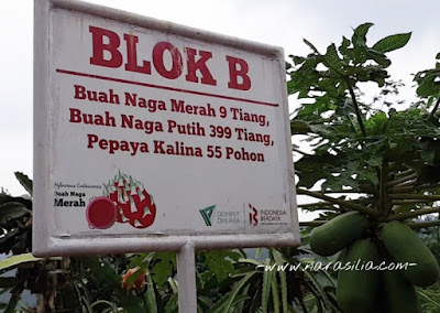 Wisata Petik Buah di Kebun Wakaf Indonesia Berdaya Subang, Yuk Jalanin Bareng