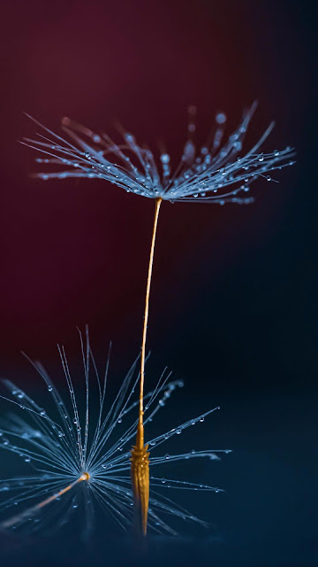 Dandelion iphone and table seeds wallpaper.