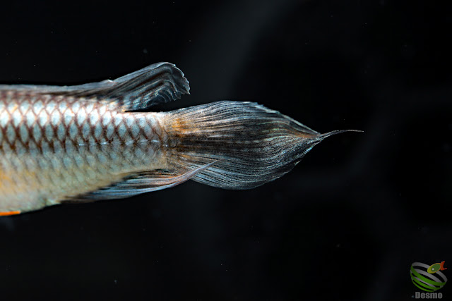 Apistogramma sp. Rotkeil(A. sp. Icana) / Rio Icana