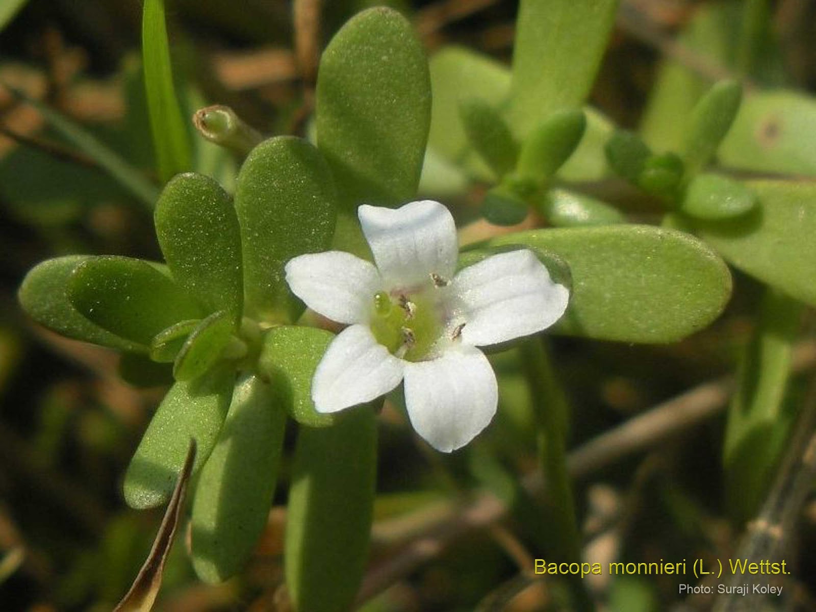 anthelmintic activity of bacopa monnieri)