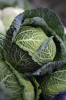 Savoy Cabbage