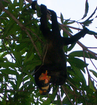 howler monkeys Nicaragua