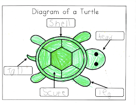 Mrs. Ricca's Kindergarten: Nonfiction Writing {Turtles}