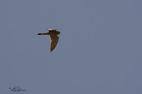 Fotografía de aves con SEO-Vanellus