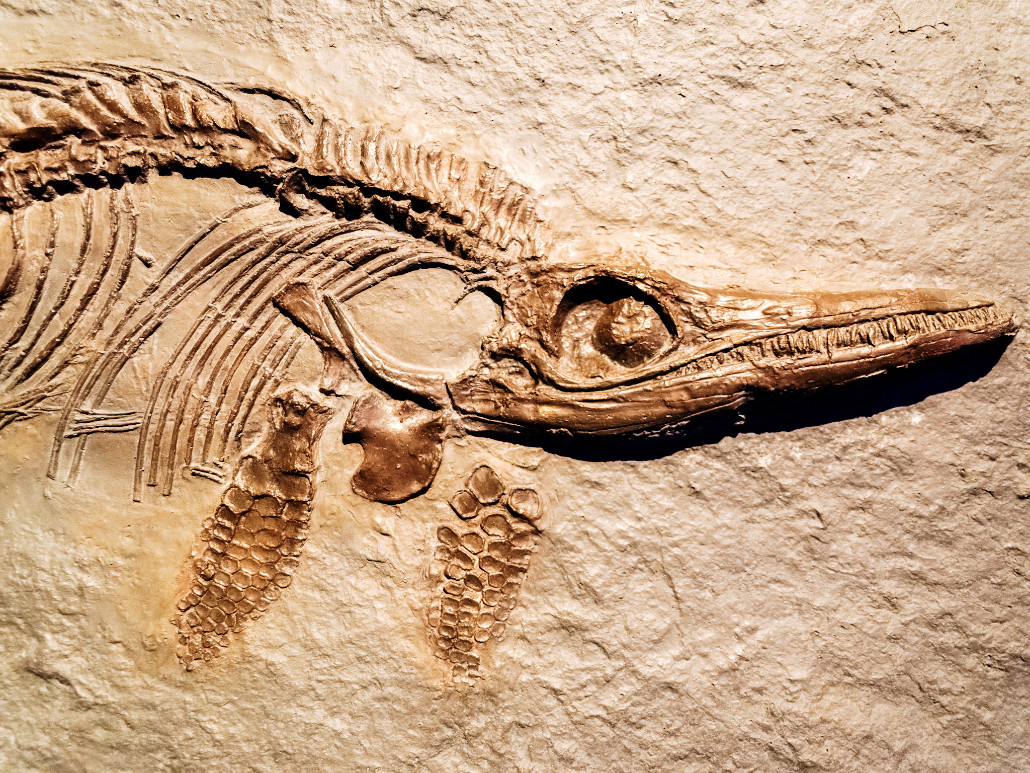 Flattened Ichthyosaur Fossil Gets New Life With X-ray Vision - The New York  Times
