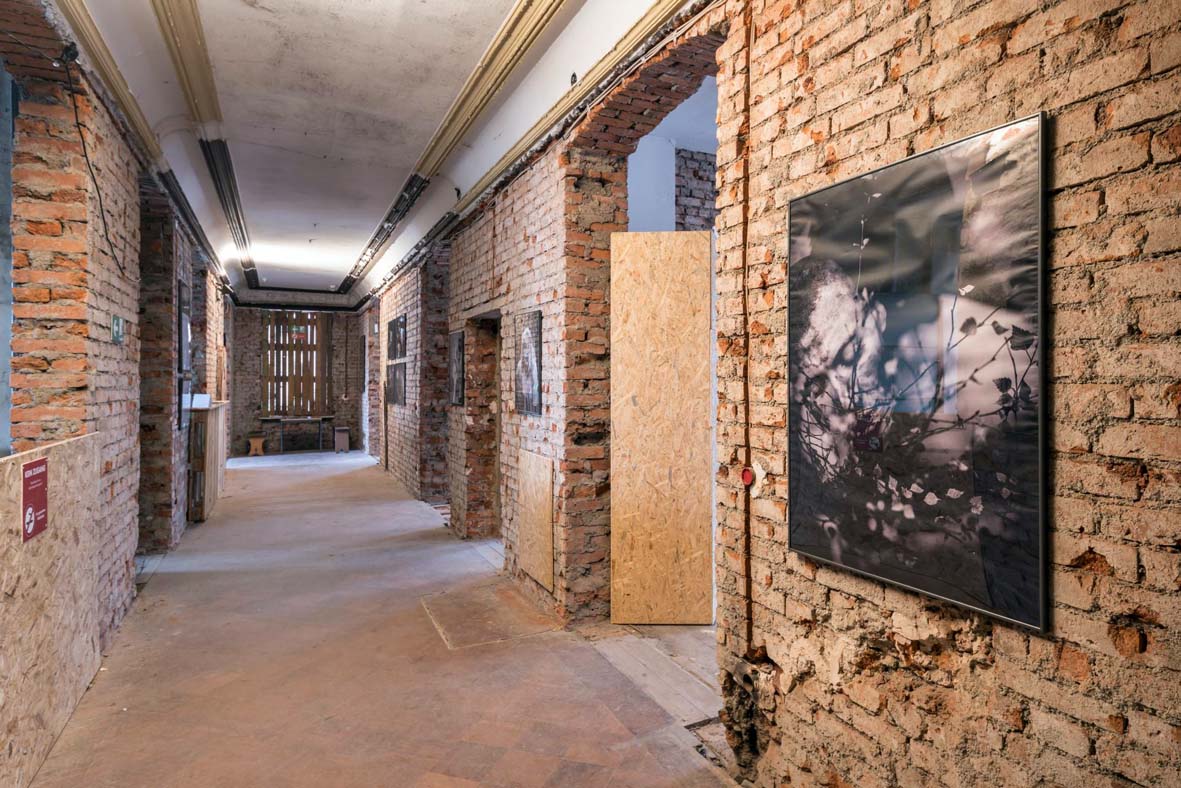 Keine Kunst Mit Papageien Tiere Aus Ausstellung Geflogen