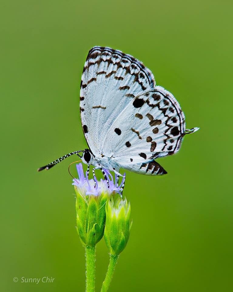 Butterflies of Singapore: Revision to the Common Names of Butterflies 5