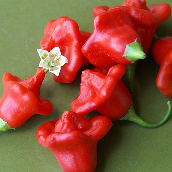 Bell shaped pepper is a member of the Capsicum Baccatum species, which