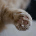 8 Cat Facts You May Not Know | Pets-Hub