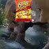 Mulher invade habitação dos macacos no zoológico, alimenta-os com Cheetos Flamin' Hot e é demitida