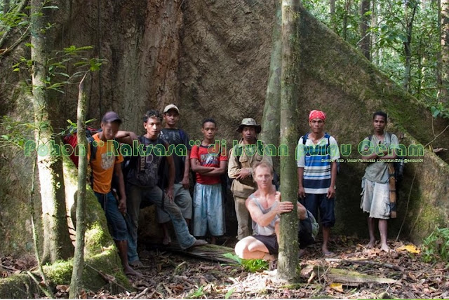 Pohon “raksasa” di belantara hutan – Dataran tinggi Supamaraina, Pegunungan Manusela, pulau Ceram, Maluku