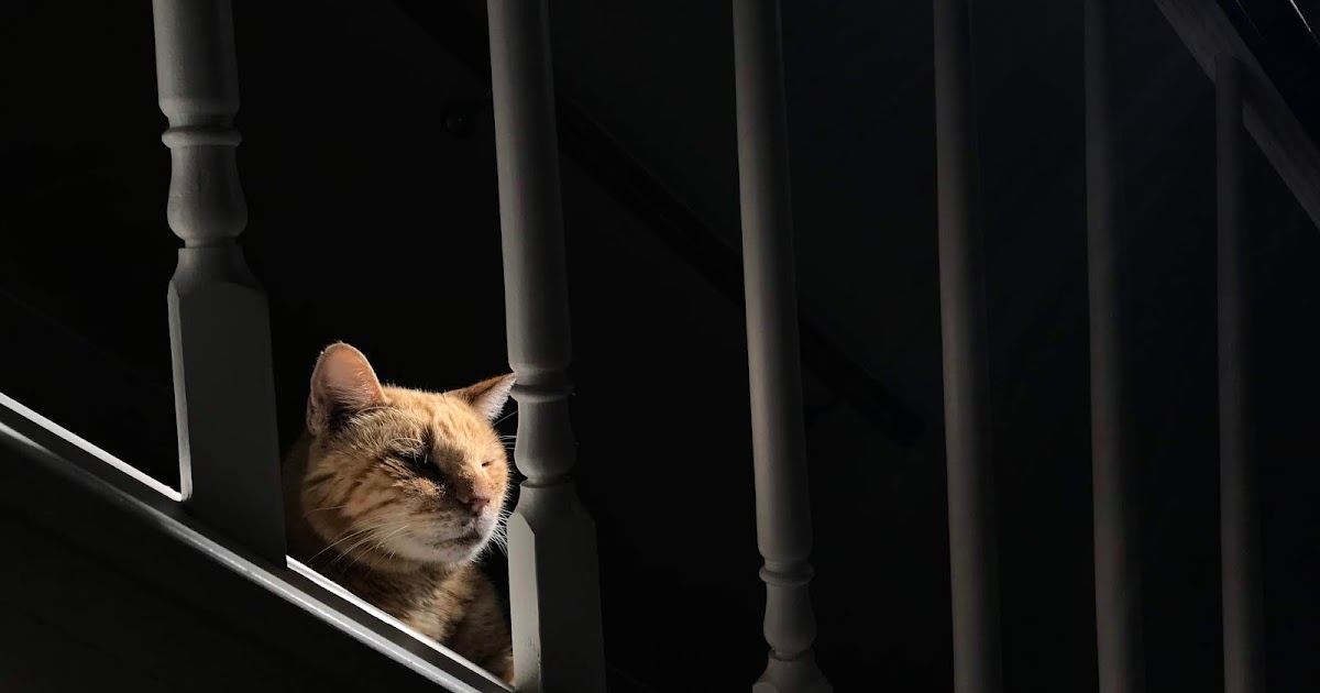 Sid is Alive RIP Oliver Littlechap AKA Oliver Orange Cat AKA Sad