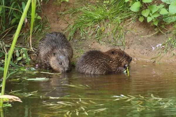 Female (mother) and kits on the River Otter, East Devon, August  2016. Photo copyright Mike Symes (All rights reserved)