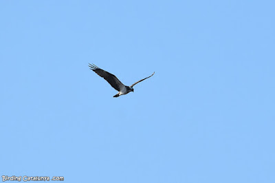 Àguila pescadora (Pandion haliaetus)