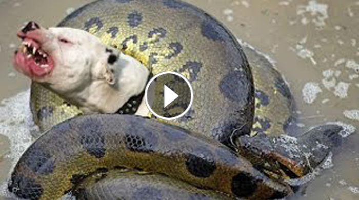 Giant Anaconda Attacks Dogsnake Moviekomsan24h