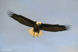flying birds bird soaring eagle funny sky flight hawks shadow above through peace symbol lesson story posted morning rolf hicker