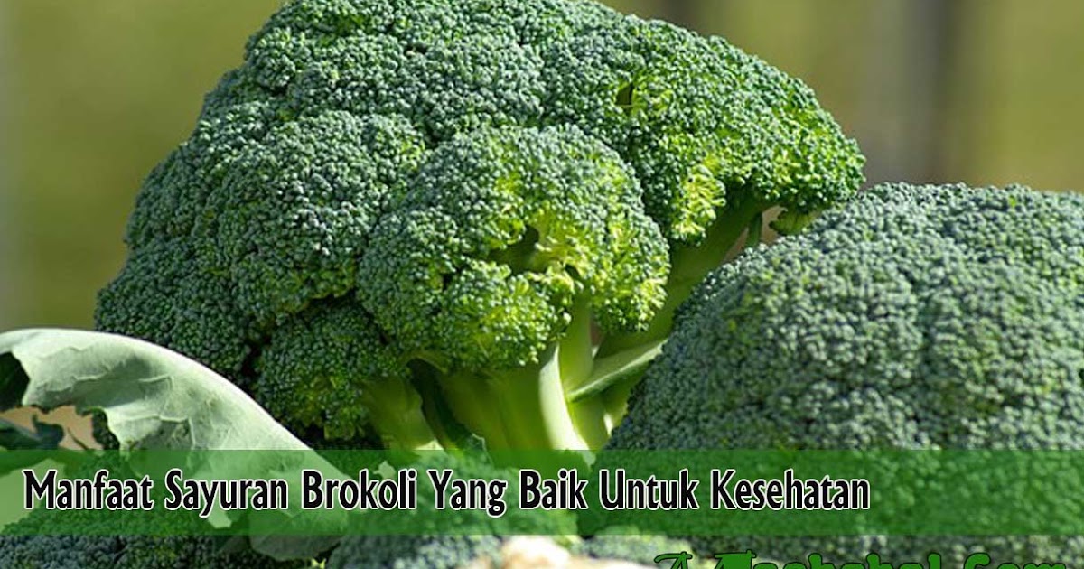 Manfaat Sayuran Brokoli  Yang Baik Untuk Kesehatan 