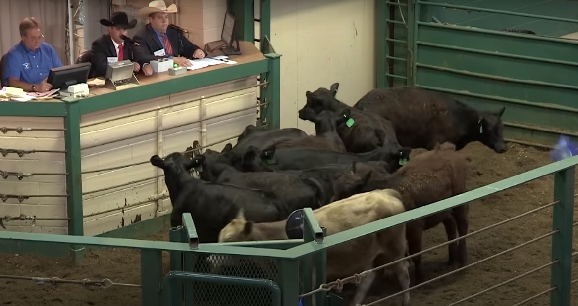 How Much Do Auctioneers Make A Year?