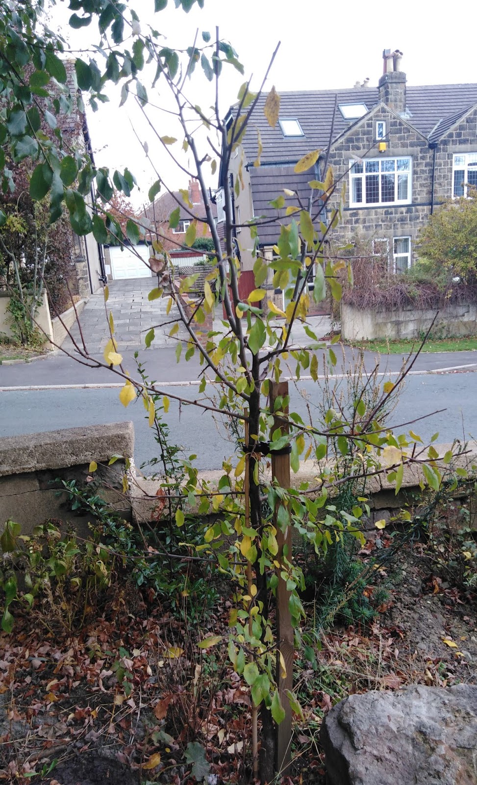 Ben's Adventures in Wine Making Damson Wine The Making Of...
