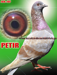 Nama Burung Merpati Yg Membawa Hoki Blog Tentang Burung