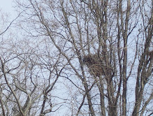 A Hawk's Nest