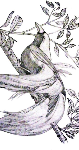 Gambar burung cendrawasih sketsa di pohon Gambar burung cendrawasih sketsa di pohon