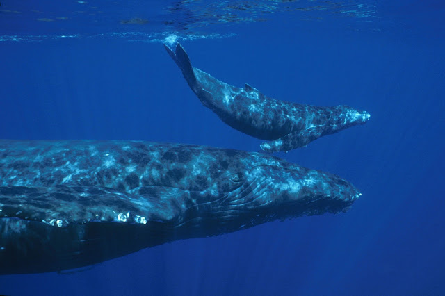اليكم 14 معلومة مدهشة عن الحيتان قد لاتعرفها - دهشة"daahsha"