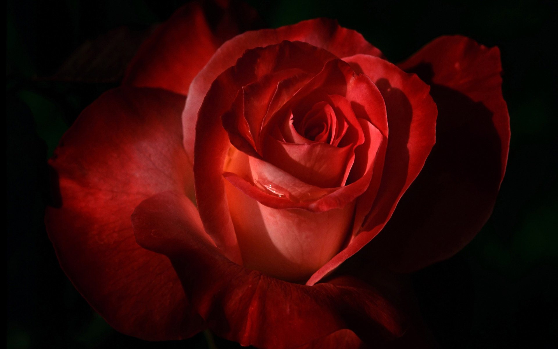 Wallpaper Gambar Bunga Mawar Merah Cantik 11 Ros