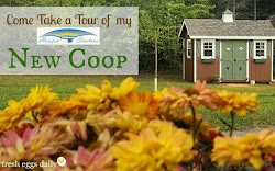 coop chicken come tour eggs fresh horizon structures daily