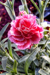 Ramon : Fotografia y poemas: EN UN JARDÍN DE BELLAS FLORES