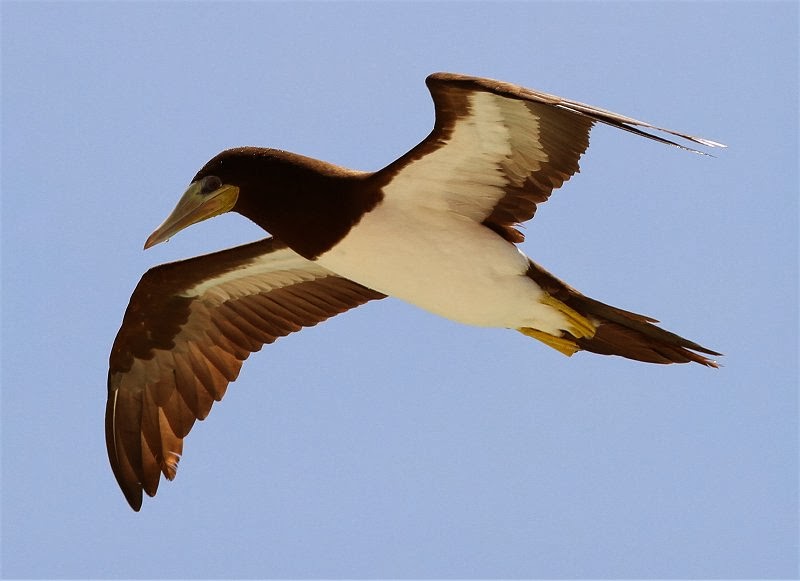 CAPE VERDES