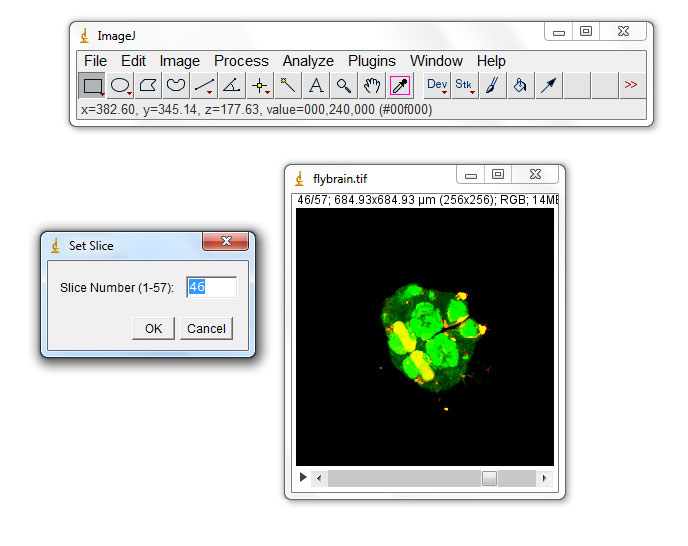 My imageJ เมนู Image with ImageJ [ตอนที่ 23] Stacks, เปลี่ยน slice การกำหนด หมายเลข Set Slice