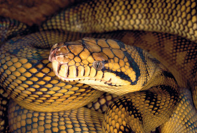 Amethystine Python