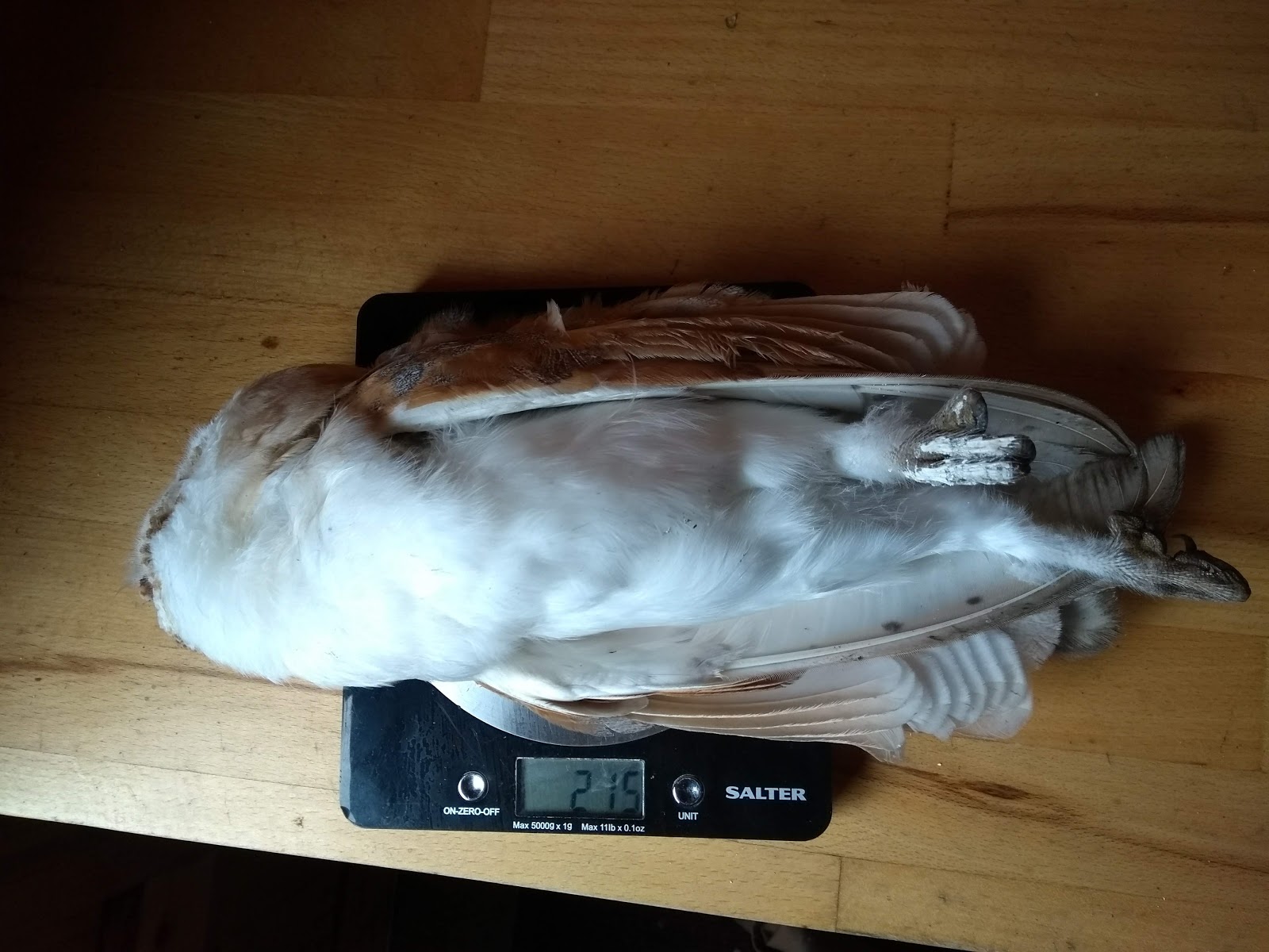 Craigardcroft Barn Owl In The Freezer