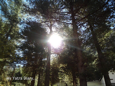 Huge pine trees in the Garhwal Himalayas, Uttarakhand