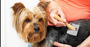 Una guía para cepillar Yorkshire Terrier Una guía para cepillar Yorkshire Terrier