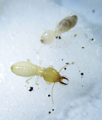 A worker and soldier of Coptotermes curvignathus termite