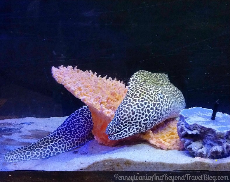 Pennsylvania & Beyond Travel Blog The Seaport Aquarium on the Wildwood Boardwalk