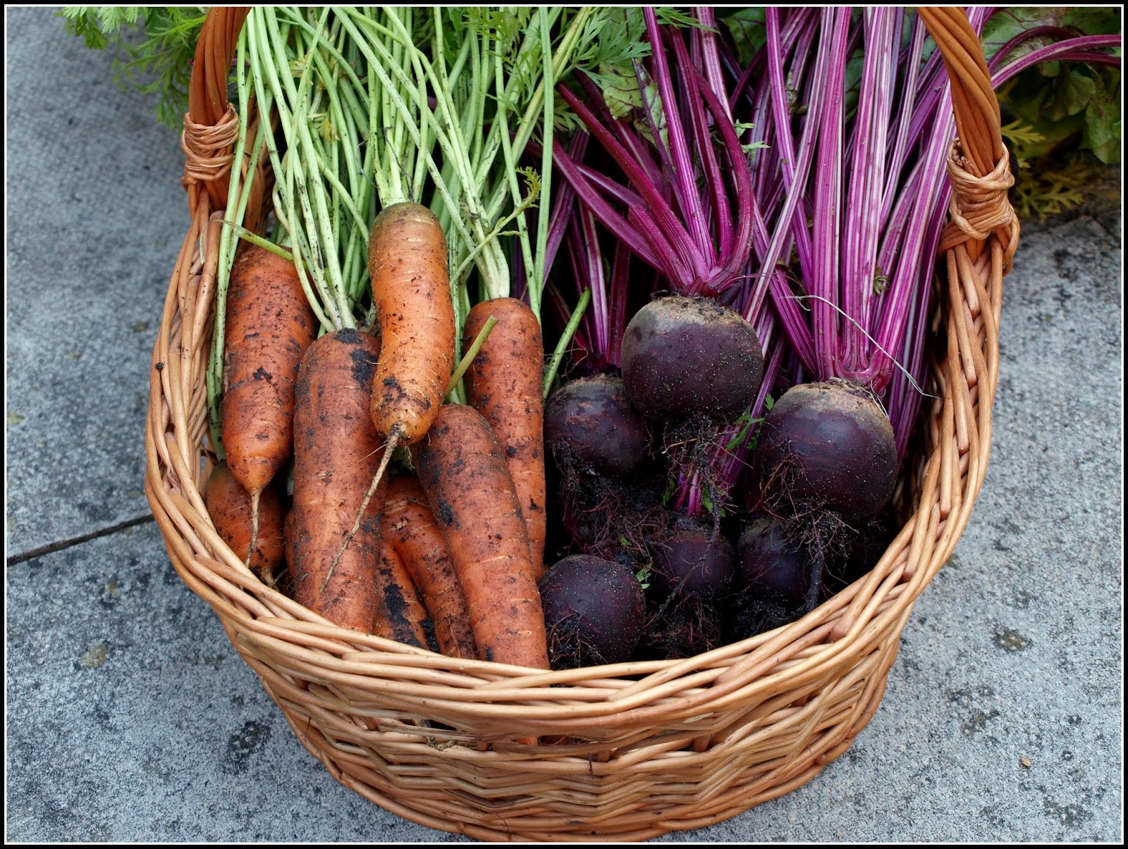 Морковь на грядке. Уборка корнеплодов моркови. Уборка моркови. Огород урожай. Хранение корнеплодов.