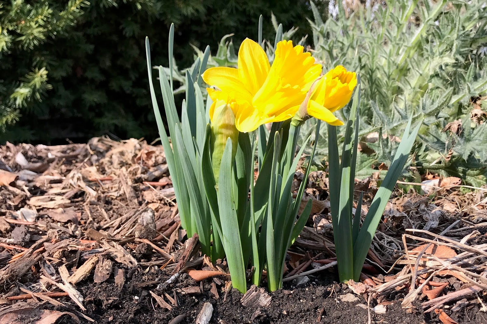 LaLa Creates Daffodils In Our Yard