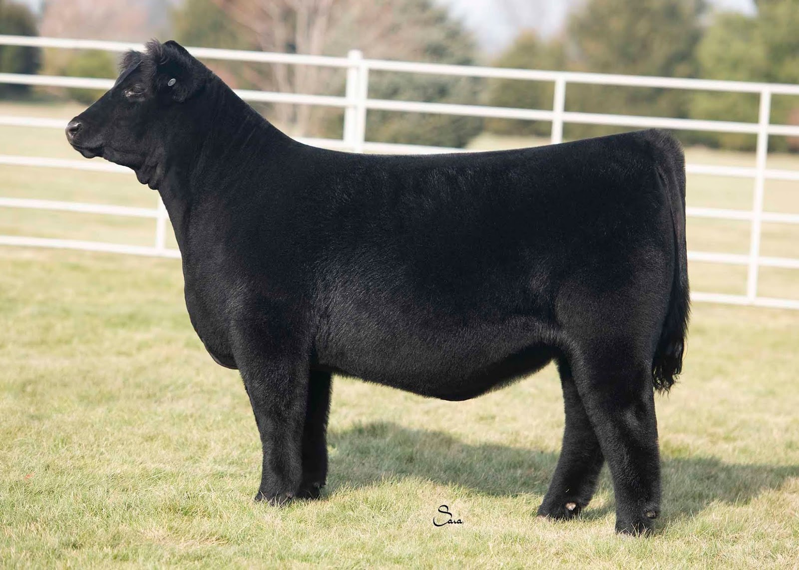 RCC Blog Richey Show Steers